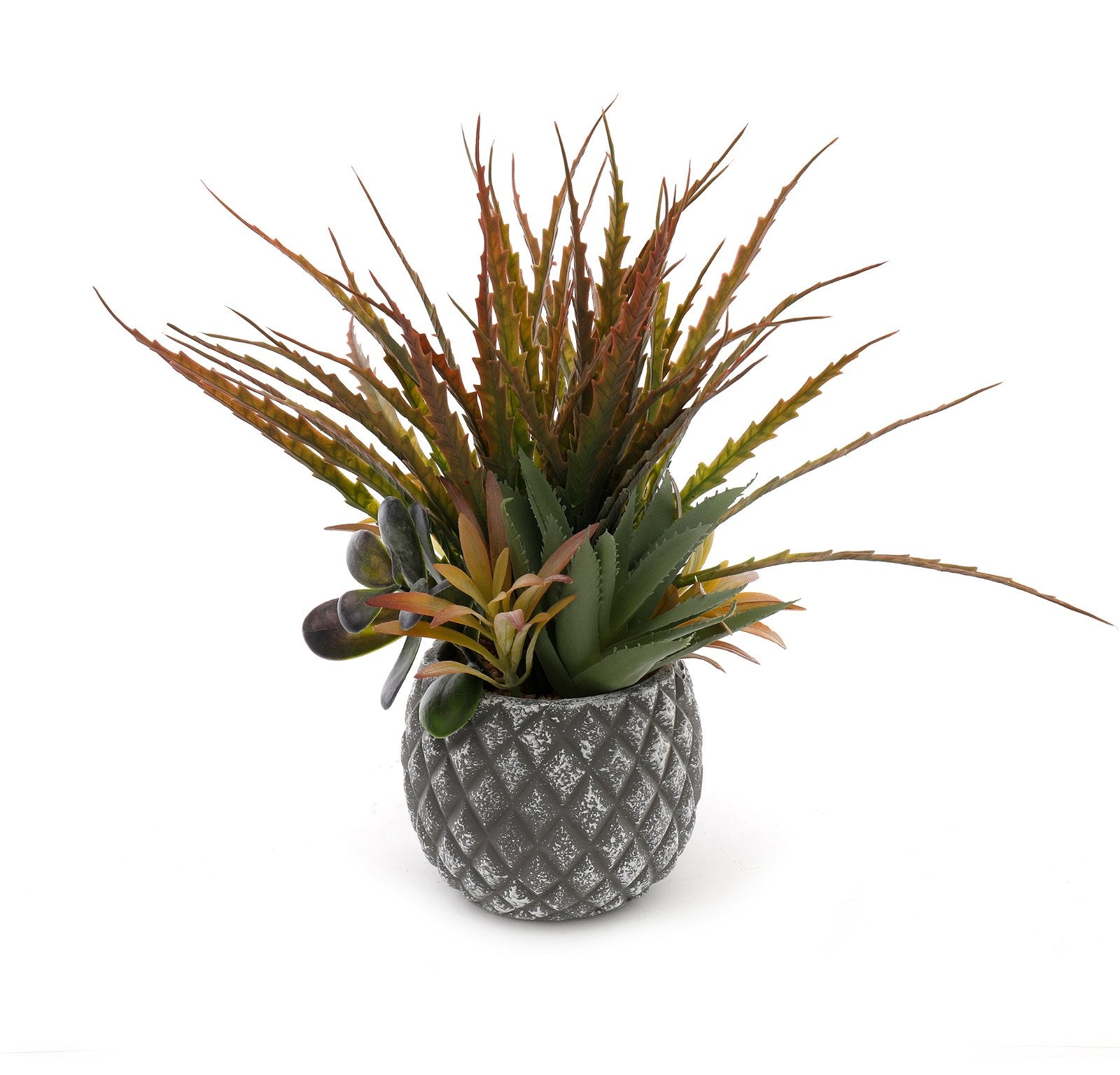Succulents in Small Lattice Design Grey Pot